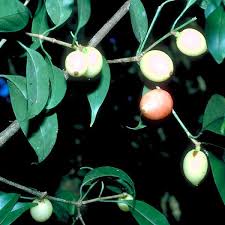 Image result for Garcinia pachyclada
