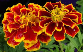 Check spelling or type a new query. 4 Cara Menanam Dan Merawat Bunga French Marigold Agar Cepat Berbunga Bagi Pemula Faunadanflora Com