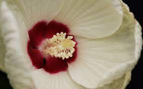 Белый цветок с красной серединкой - 60 фото