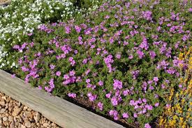 Phlox Hybrid Intensia North Carolina Extension Gardener Plant Toolbox