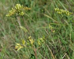 Image result for Polystachya lawalreana