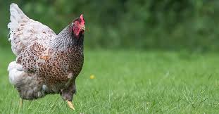 A barnevelder hen averages between 6.5 and 8.5 lb and the cockerels about 10/14 lb. The Barnevelder Hen Cluckin