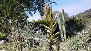 Image result for Brachystegia torrei