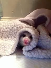 Possum Every Hour On Twitter Possum Baby Possum Awesome Possum