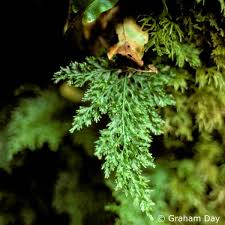 Image result for Trichomanes