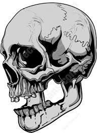 Skull Side View Anazhthsh Google Skulls Drawing Skull And Rose Drawing Human Skull