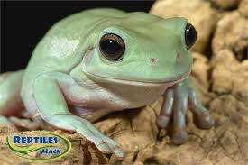 Baby whites tree frogs (litoria caerulea) 44 reviews $29.99. Whites Tree Frog Sheet Reptiles By Mack