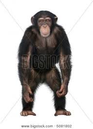 Young Chimpanzee Standing Up Like A Human Simia Troglodytes 5 Years Old Poster In 2020 Chimpanzee Animal Planet Chimp