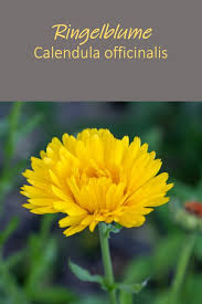 Pin Auf Essbare Bluten