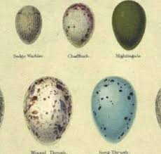 Bird Egg Identification Photos Lookanimals Com