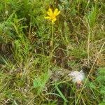 Image result for Emilia discifolia