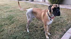 My Dog Tore Her Acl Ccl Tplo Vs Tta Vs Conservative Management