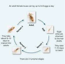 Image result for lice life cycle