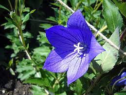 Balloon Flower Health Benefits And Side Effects Balloon Flowers Plant Benefits Medicinal Plants