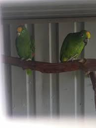 Reunited Amazon Parrot Bird Lethbridge Park New South Wales Nsw Australia L42740 Parrot Bird Losing A Pet Parrot