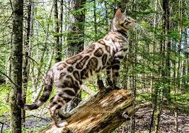 Black And White Kittens For Sale Near Me Bengal Kittens Cats For Sale Near Me Wild Sweet Bengals Bengal Kitten Bengal Cat Bengal Cat For Sale