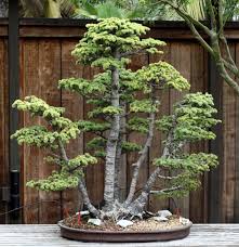 Google's free service instantly translates words, phrases, and web pages between english and over 100 other languages. Bonsai Wikipedia Bahasa Melayu Ensiklopedia Bebas