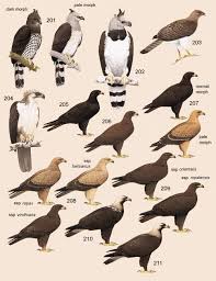 Birds Of South Africa Identification Handbook Of The Birds Of The World Volume 2 Birds Birds Of Prey Wild Birds