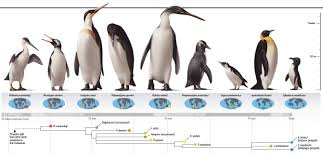 penguin evolution chart how may i shush you today