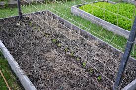 The pole beans are heirloom seeds from my great grandmother's garden from the late 1800s which have been painstakingly saved from the beans in each generation of gardeners. Diy Trellis Ideas For Beans Peas And How They Re Different Milkwood Permaculture Courses Skills Stories