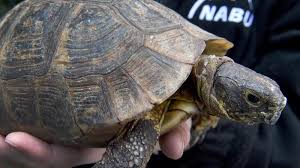 Sie kann dich also ein leben lang begleiten, wenn du sie entsprechend pflegst. Artgerechte Haltung Schildkroten Am Besten Bei Vier Grad Uberwintern Lassen Augsburger Allgemeine