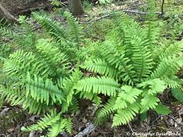 Image result for Polystichum