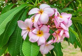 Brad's buds and blooms is an independent retail nursery near orlando, florida. 5 Different Types Of Plumeria Photos Garden Lovers Club
