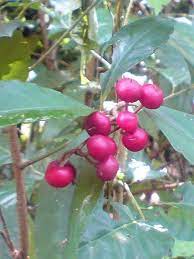 Mata ayam yang berbusa biasanya akan dialami oleh ayam dengan gejala penyerta lain seperti kondisi tubuh buah pinang, selain obat tetes manusia, memberikan buah jambe atau pinang muda untuk. Buah Mata Ayam Aridisia Crispa Tropical Fruits Fruit Tropical