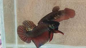 Berikut adalah daftar harga batu alam cupang merah Tak Termakan Waktu Penghobi Cupang Asal Bogor Kenalkan Cupang Alam Jenis Baru Tribunnews Bogor