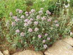 Image result for Polystachya villosa