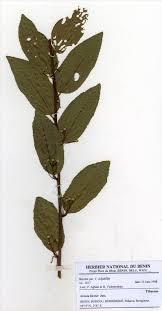 Image result for Grewia mollis