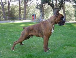 American Boxer Dog American Boxer Vs German Boxer Boxer Dogs American Boxer Dog American Boxer