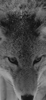 If you own an iphone mobile phone, please check the how to change the wallpaper on iphone page. Mn84 Wolf Snow Animal Dark Bw Levi Saunders Papers Co