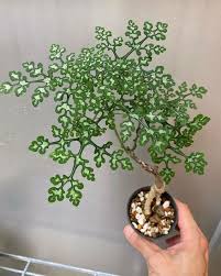 Image result for Adenia