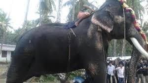 Mangalamkunnu karnan vs cherpulassery parthan thalapokkam at karamukku, manaloor, thrissur subscribe here to mangalamkunnu karnan vs chulliparambil vishnushanker chakkumarassery. Mangalamkunnu Karnan Most Decent Elephant Youtube