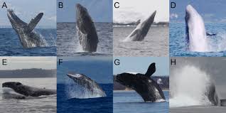 9 letter words made by unscrambling the letters in letterwords. Energetic And Physical Limitations On The Breaching Performance Of Large Whales Elife