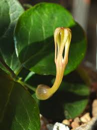 Image result for Ceropegia albipilosa