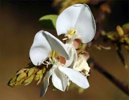 Image result for Baphia massaiensis