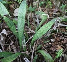 Image result for Oeceoclades saundersiana