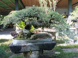 Existem inúmeras espécies de bonsai, algumas que passam pela flor para chegar ao fruto, outras que apenas florescem em grande. Bonsai Santigi Home Facebook