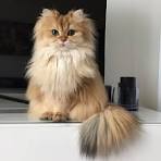 Cat Breed Info Center - List of All Cat Breeds by Type ...