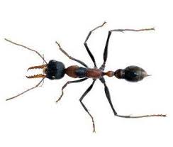 Ant Species Of Australia Rentokil Pest Control