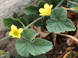 Image result for Cucumis prophetarum