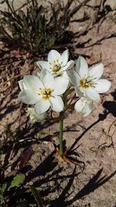 Image result for Ornithogalum flexuosum