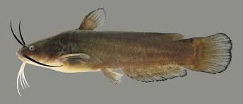 Flathead catfish, channel catfish, blue catfish, bullheads, madtoms, etc. Yellow Bullhead Kentucky Department Of Fish Wildlife