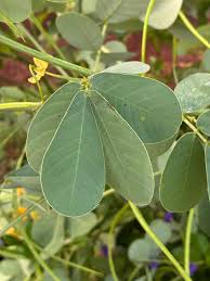 Image result for Senna obtusifolia