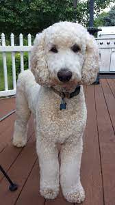 45doodle Haircuts Poodle Puppy Poodle Haircut Poodle Dog