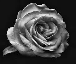 Rose Sarah Terokowskie Black And White Roses No Rain No Flowers Rose