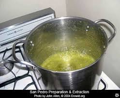 Growing, caring for and propagating echinopsis pachanoi is fun and rewarding, for beginners and experienced cacti growers alike. Erowid Cacti Vaults San Pedro Preparation