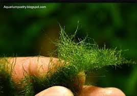 Types Of Algae Common In Aquariums Aquarium Algae Algae Fresh Water